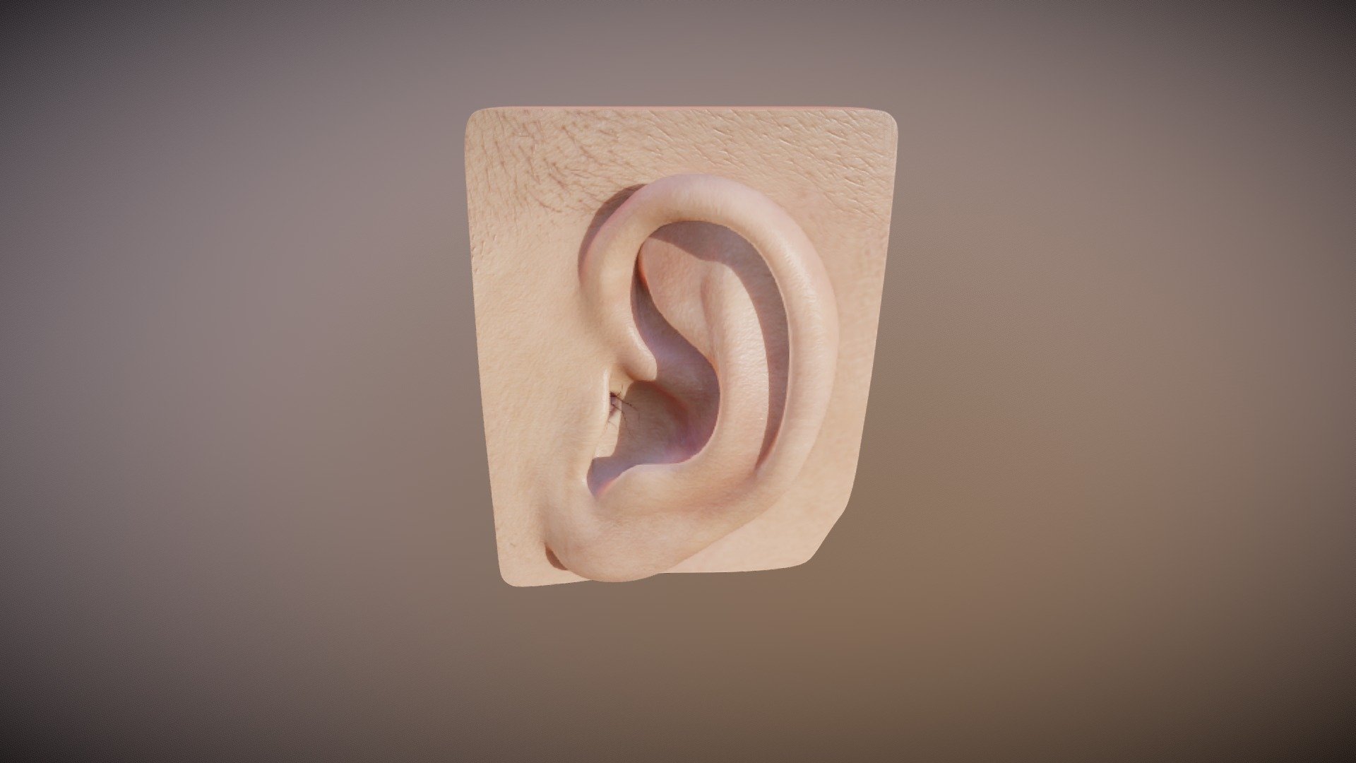 Auditory System - Outer Ear - 3D model by Vida Systems (@objects1 ...