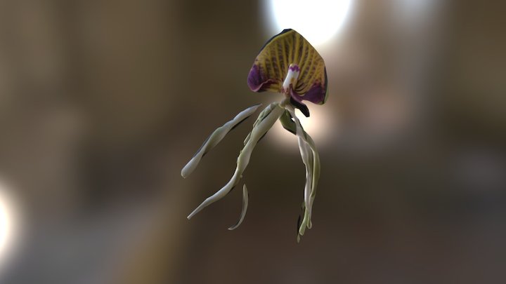 Octopus Orchid 3D Model