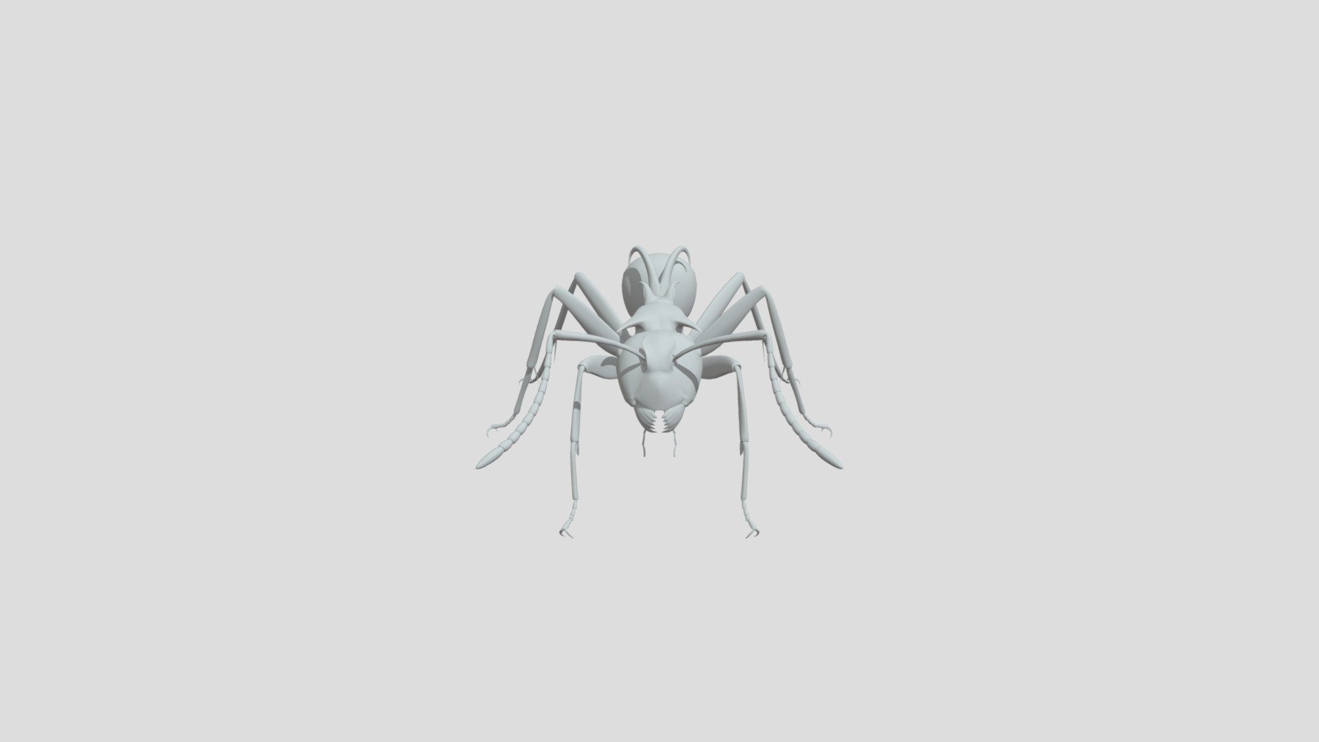 Polyrhachis Lamellidens - 3d Model By Mohamedhussien [bc8a7a7] - Sketchfab