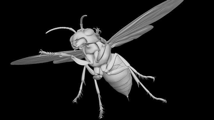 Vespa mandarinia – Kostenloses 3D-Modell STL