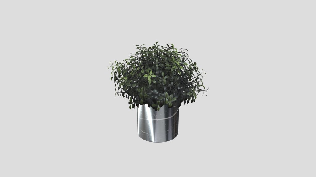 Decorative Potted Green Shrub