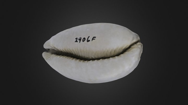 Gastropod: Siphocypraea problematica (PRI 76742) – Modelo 3D gratuito STL