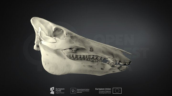 Sus scrofa (Wild boar) (Dzik euroazjatycki) – Kostenloses 3D-Modell STL