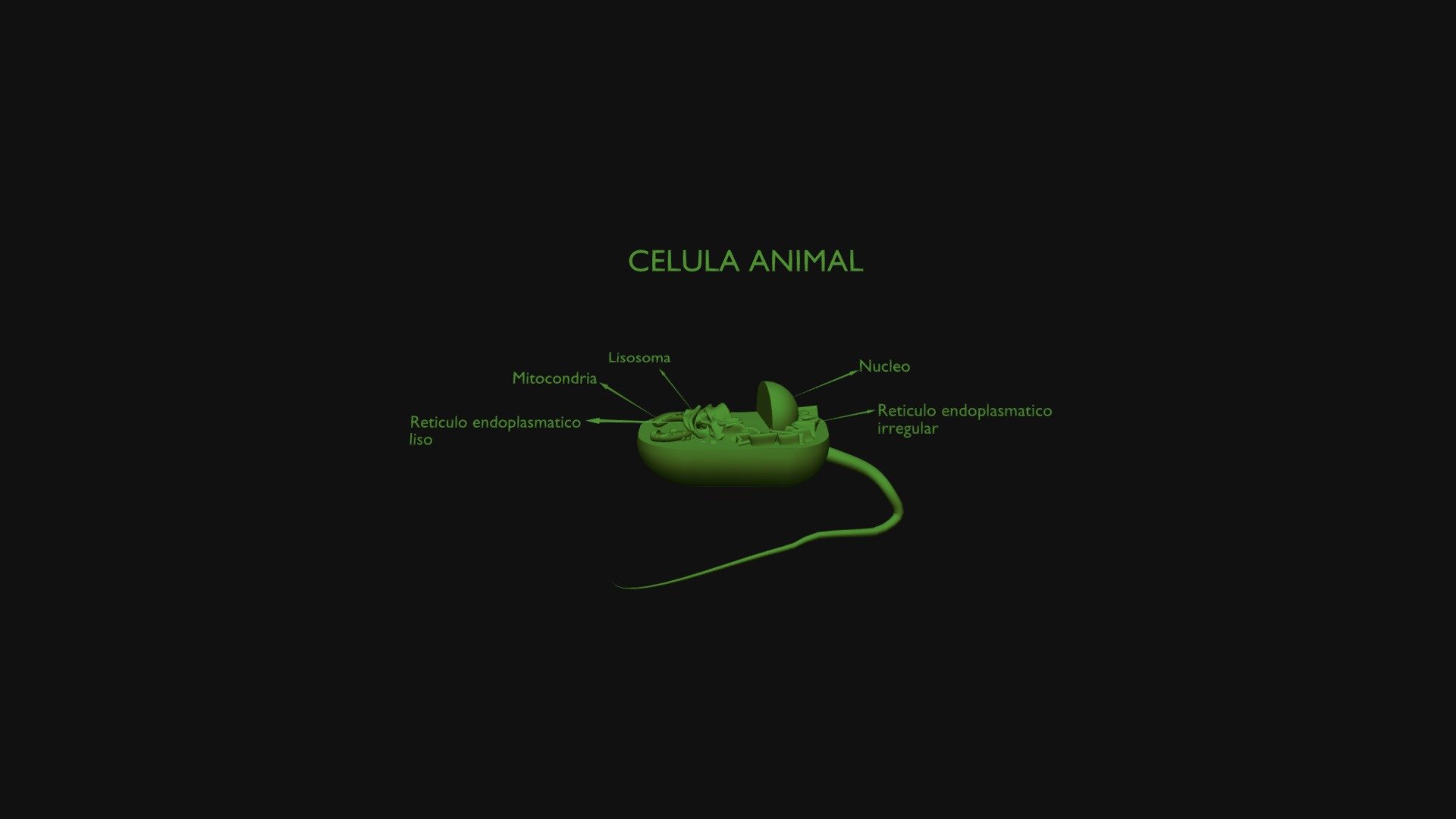 Celula Animal