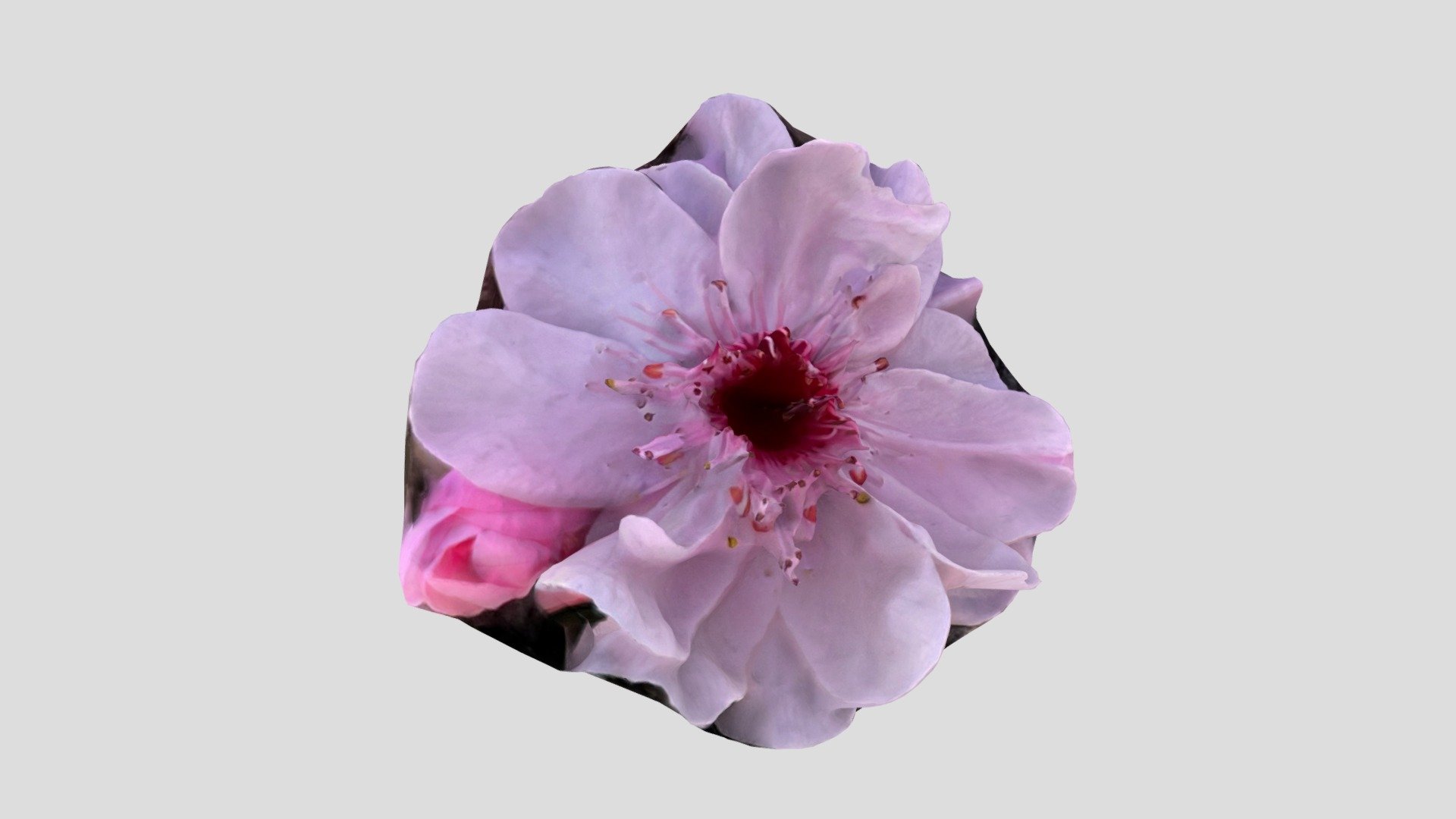1st Cherry Blossom of 2021