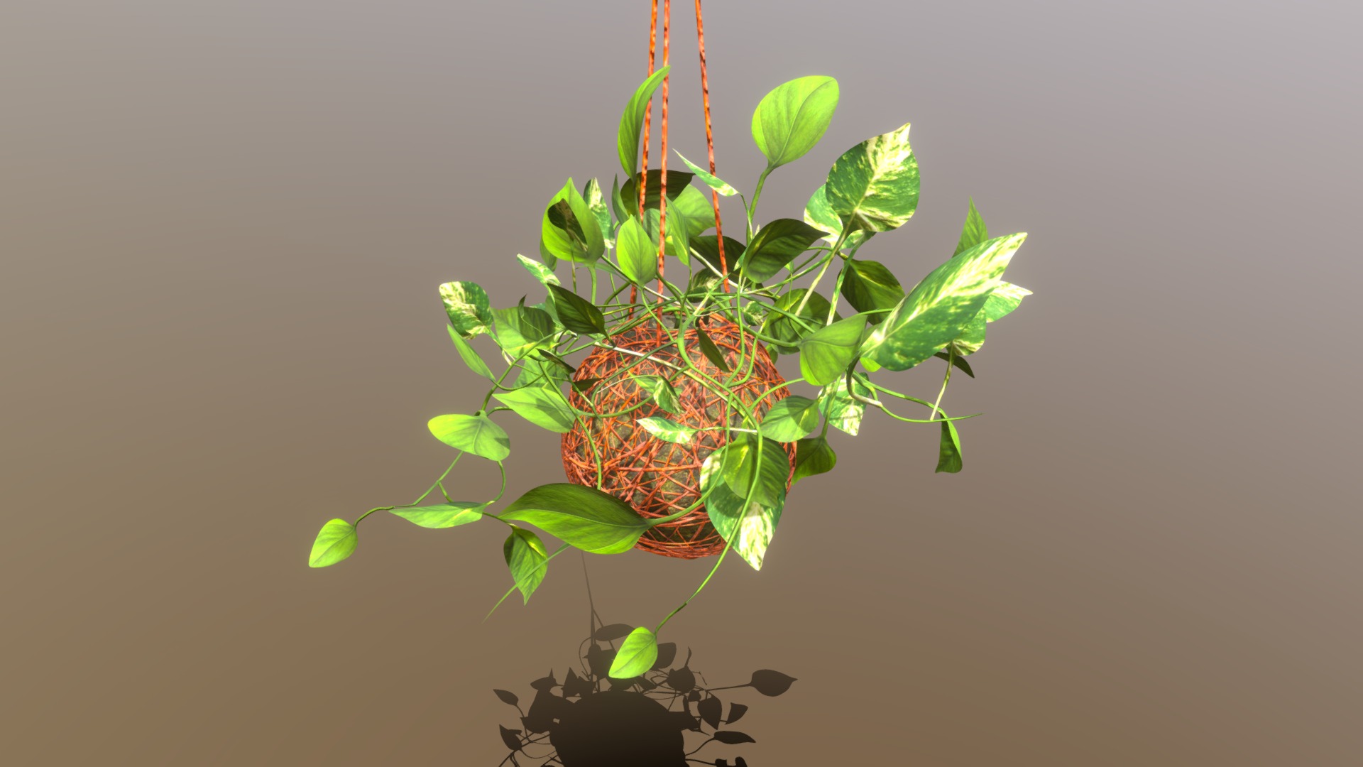 3D model Indoor plant /// Colour Kokedama with Epipremnum - This is a 3D model of the Indoor plant /// Colour Kokedama with Epipremnum. The 3D model is about a plant with leaves.