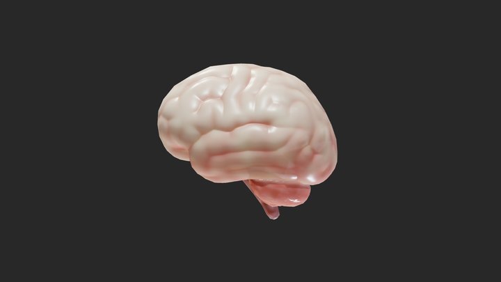 Human Brain 3D Model