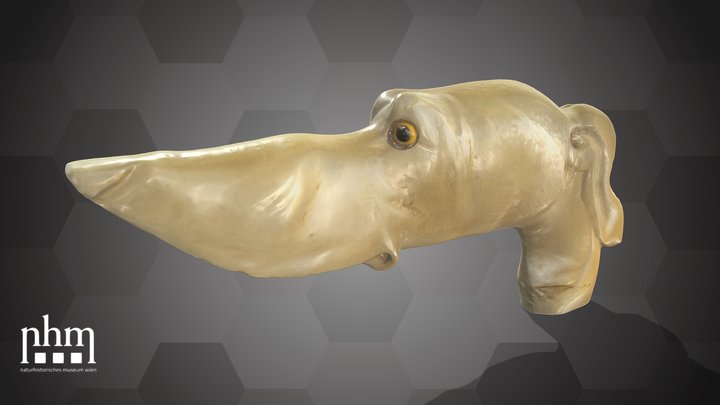 Stick handle (NHMW-ZOO-MO-0081100-ETH-069) – Kostenloses 3D-Modell STL