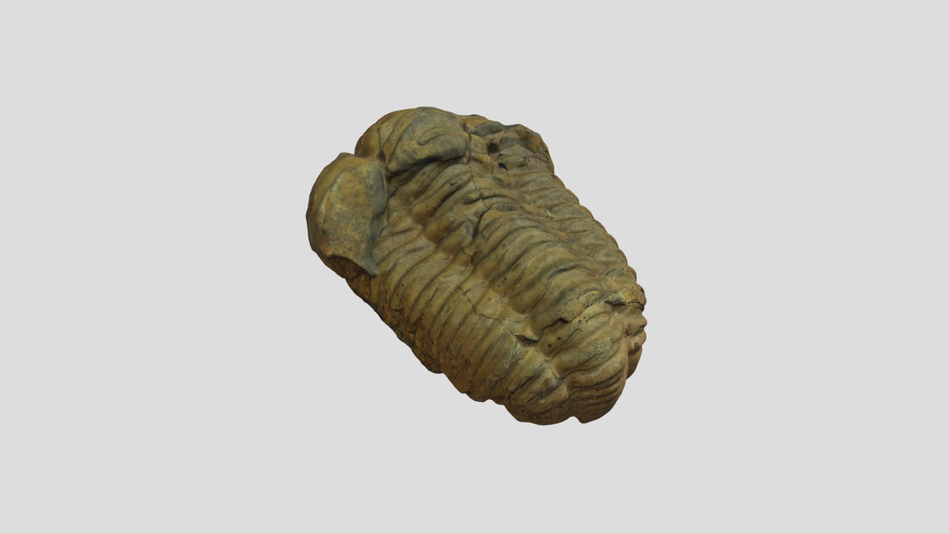 3D model Trilobite from 2 merged scans - This is a 3D model of the Trilobite from 2 merged scans. The 3D model is about a stone carving of a head.