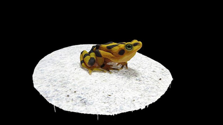 Model 20 - Panamanian Golden Frog – Modelo 3D gratuito STL