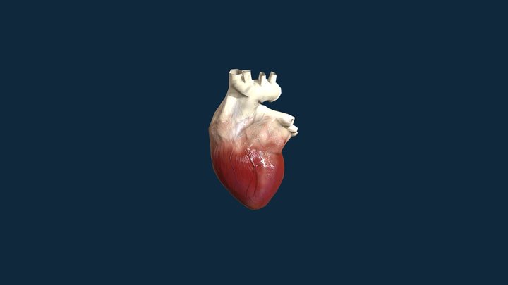 Human Heart Animated 3D Model