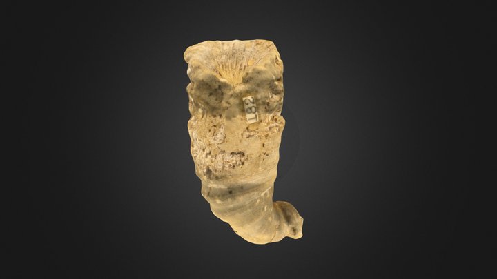 Rugose Coral: Heliophyllum sp. (PRI 83105) – Free 3D Model STL