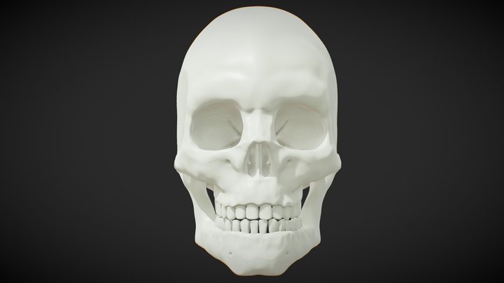 Anatomical Human Male Skull (High Poly) 3D Model