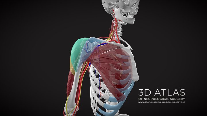 Deltoid m. 3D Model