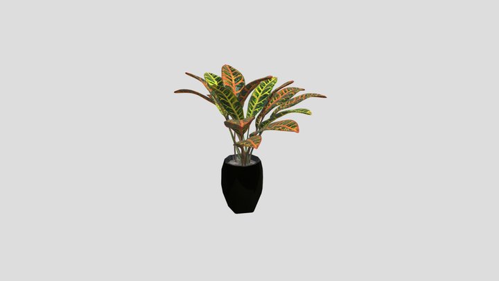 Croton Indoor Pot