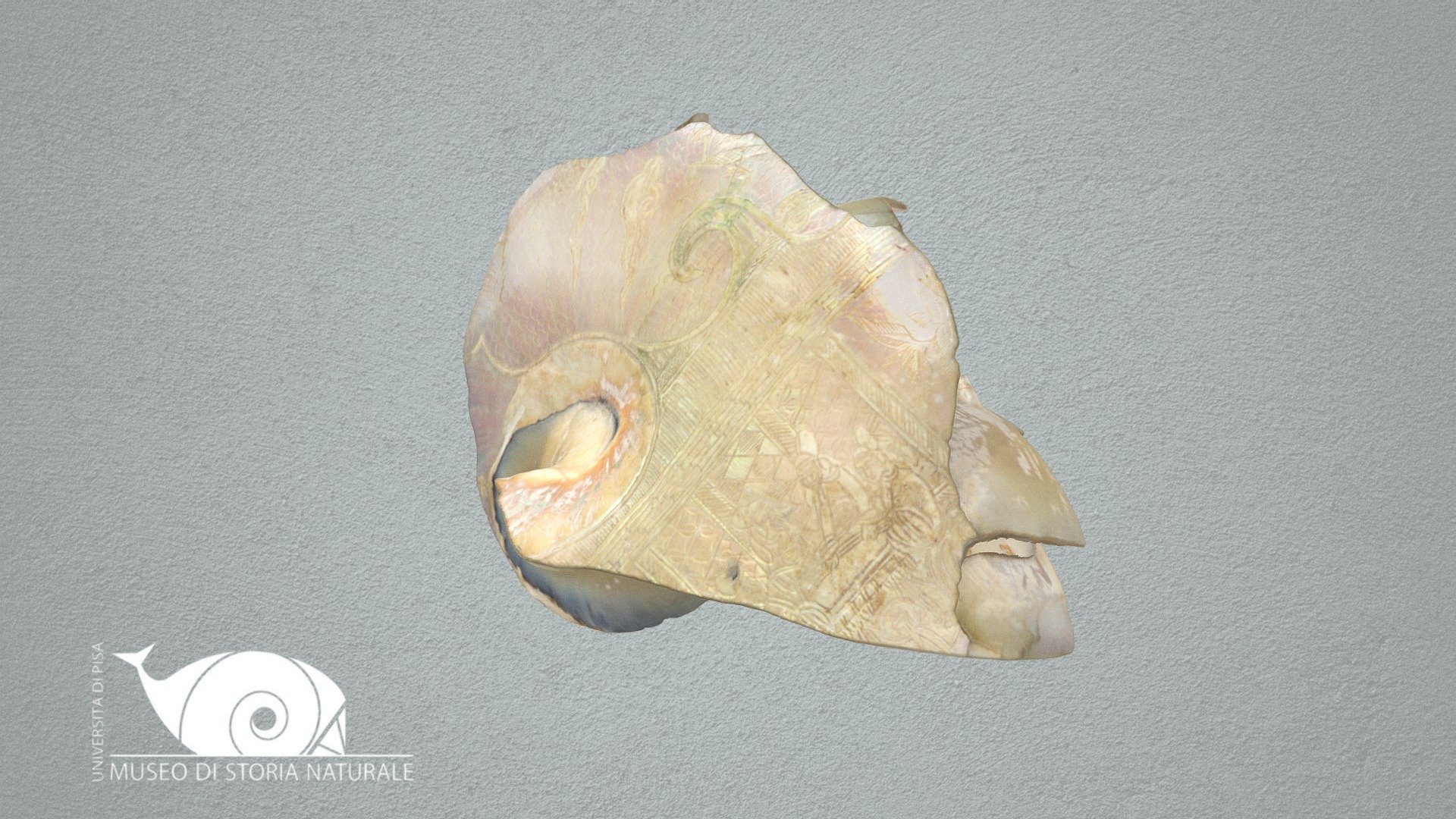 Gold decorated Nautilus shell. - 3D model by Natural History Museum ...