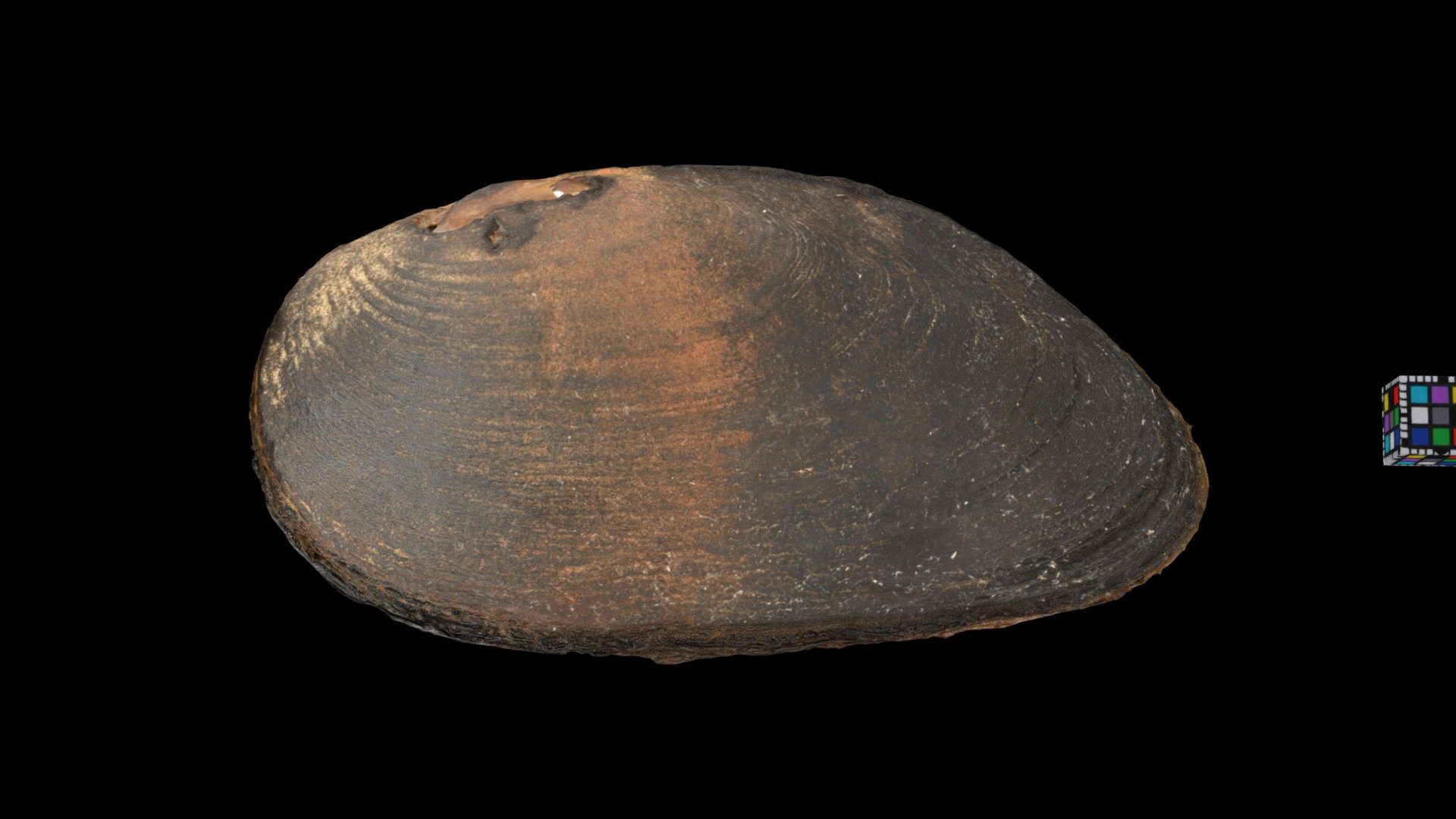コガタカワシンジュガイ Freshwater Pearl Mussel