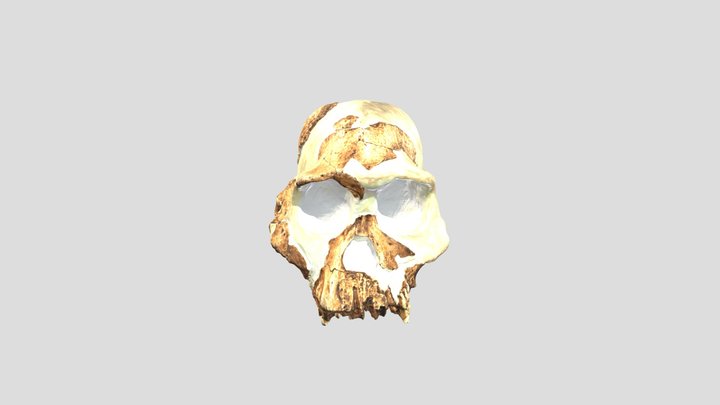 THJ early Homo StW 53 Curnoe recon labelled 3D Model