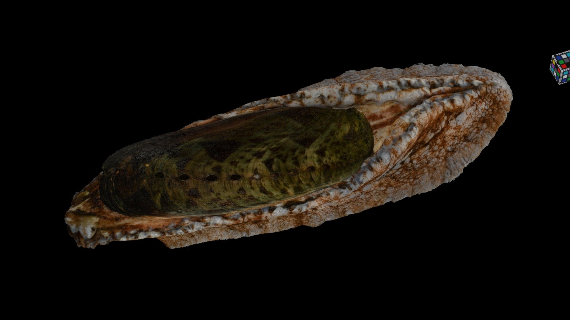 ミミガイ Donkey's-ear Abalone, Haliotis asinina