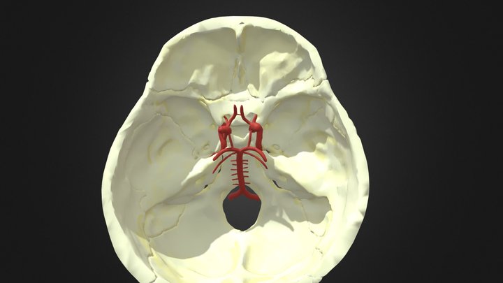 Neuroanatomy - Circle of Willis 3D Model