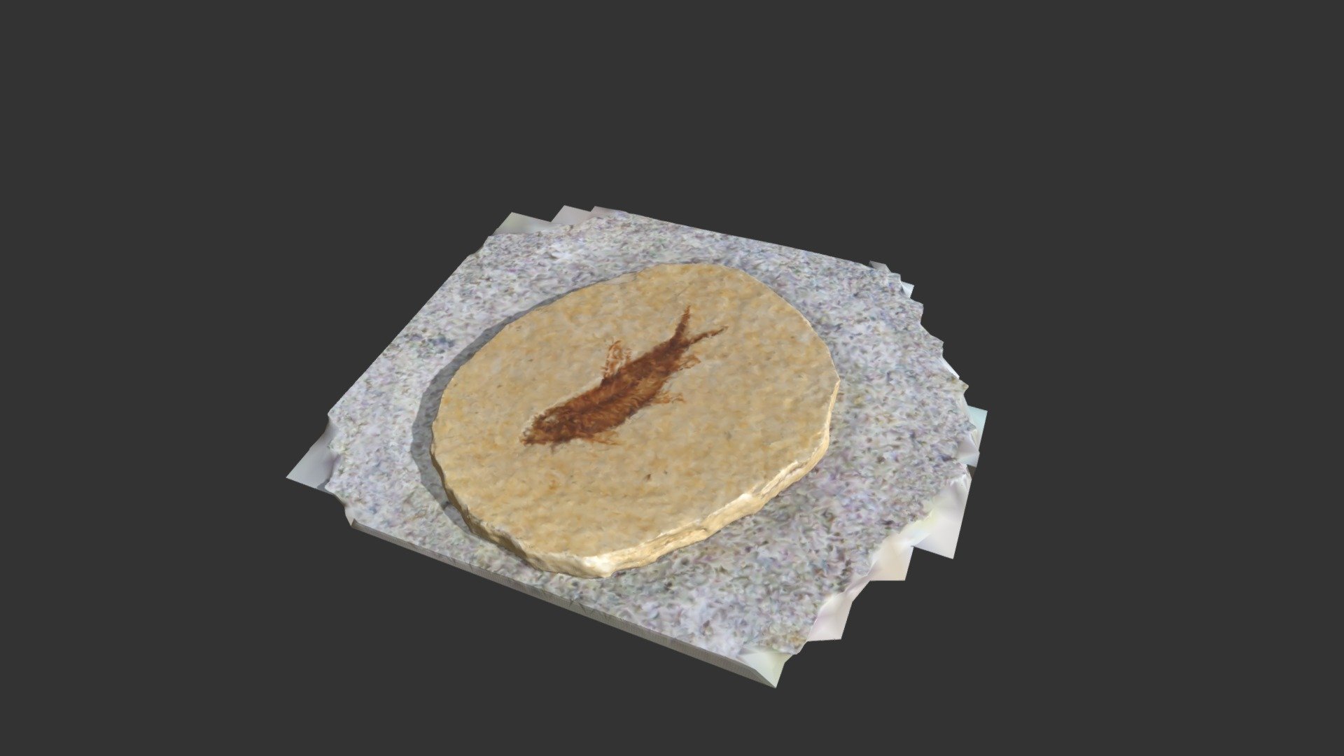 Knightia Fossil Fish