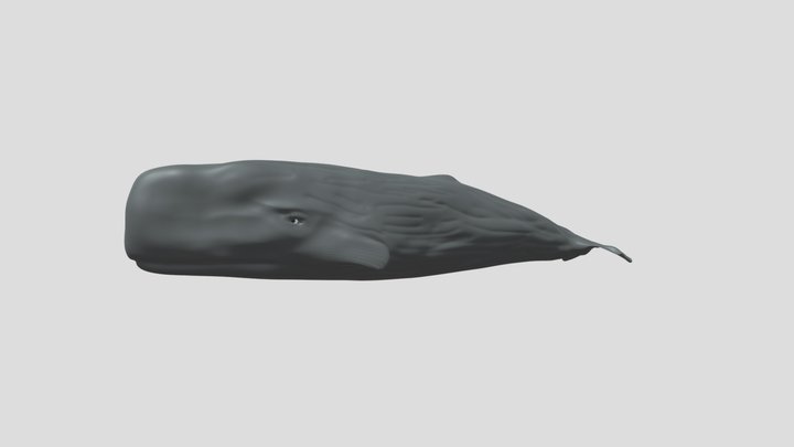 Sperm Whale 3D Model