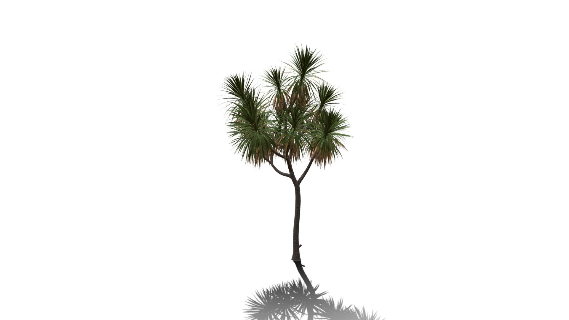 Realistic HD Cabbage tree (43/50) - Buy Royalty Free 3D model by ...