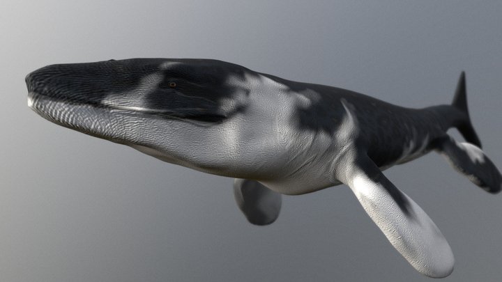 Prognathodon 3D models - Sketchfab
