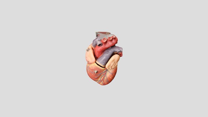 Human Heart