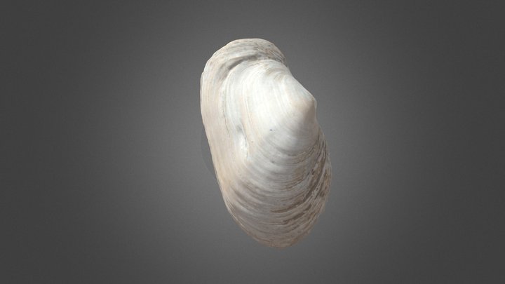 Shell 1 3D Model