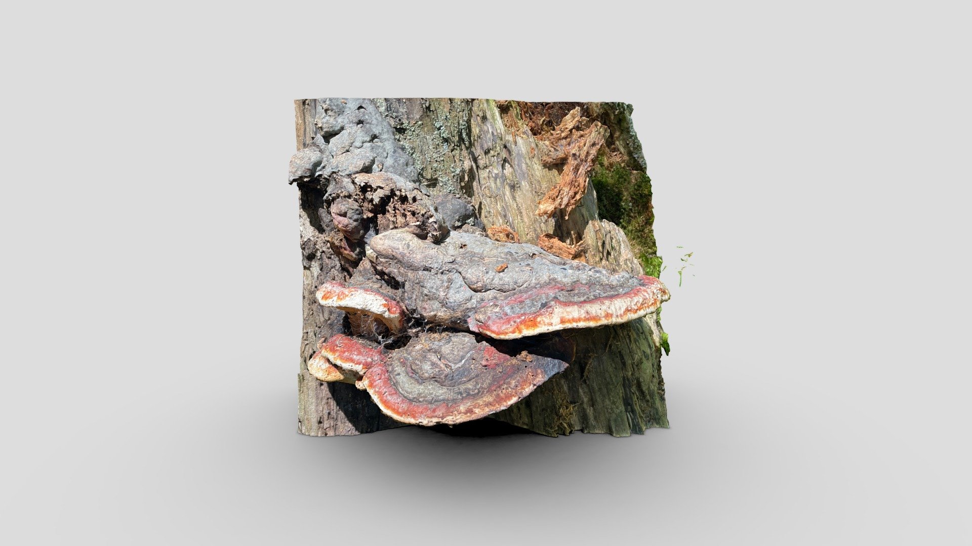 Wild Mushrooms