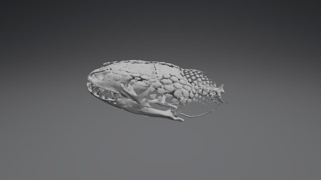 Heloderma Juvenile Head 3D Model
