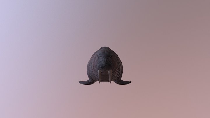 Walrus 3D Model