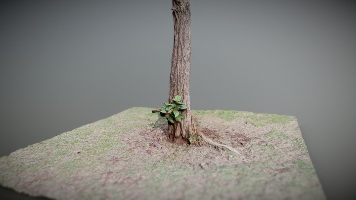 Photoscanned Tree Trunk 3D Model