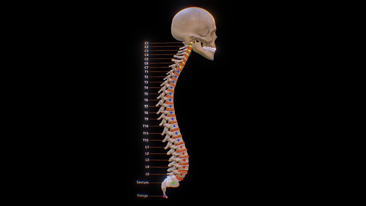 The human spinal column 3D Model