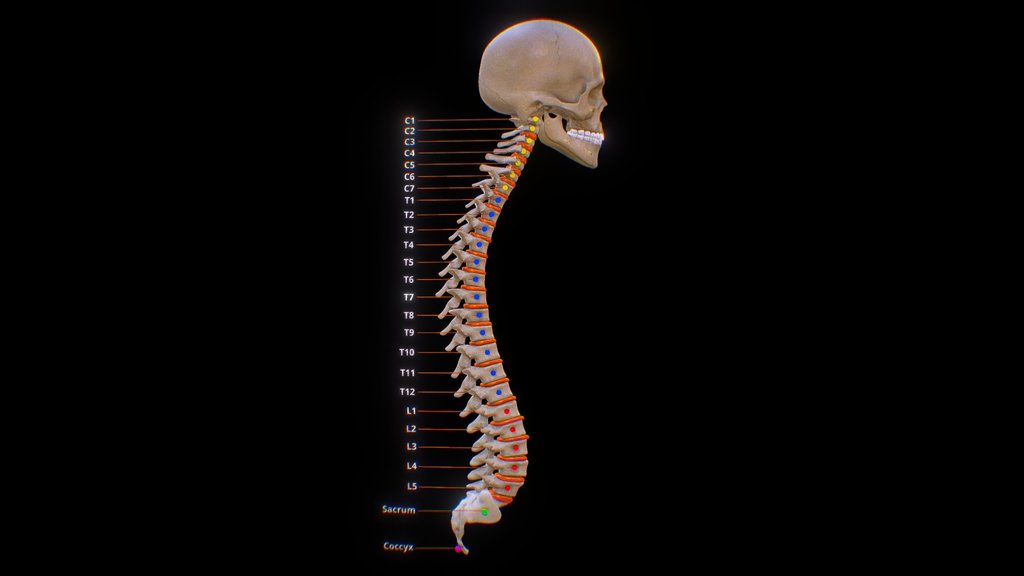 The human spinal column