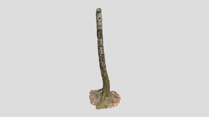 Birch Tree Trunk Forest Pbr Scan 03