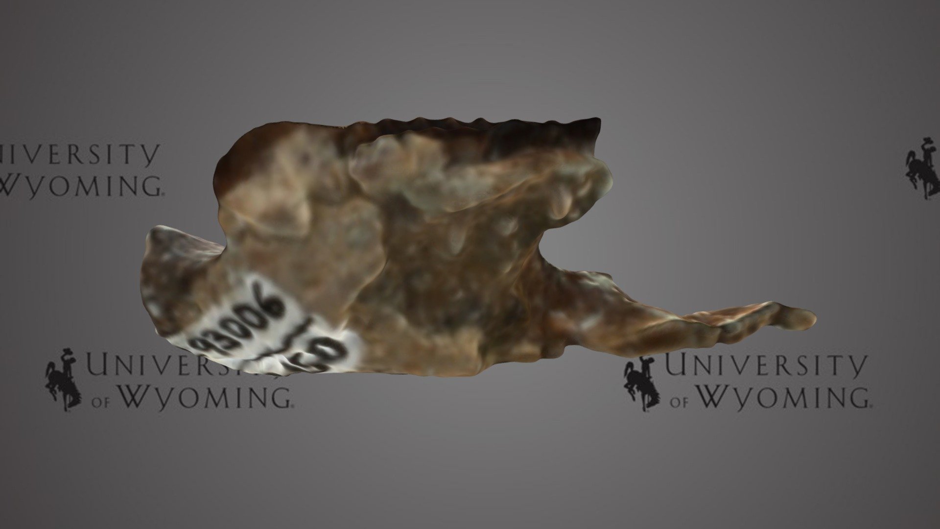 UW 26150 - Meniscoessus seminoensis, Lower Jaw
