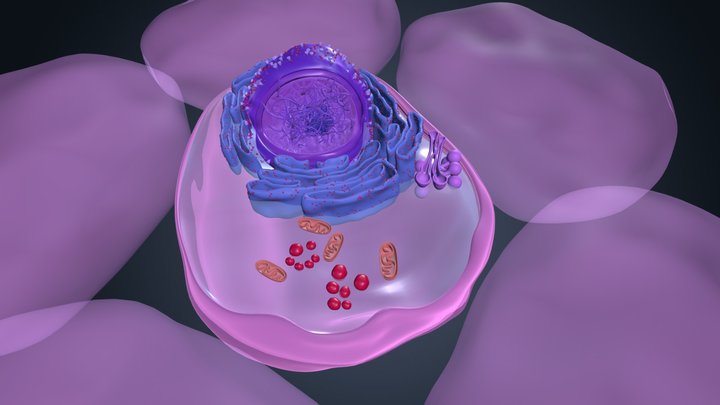 Cell Animales 3D Model