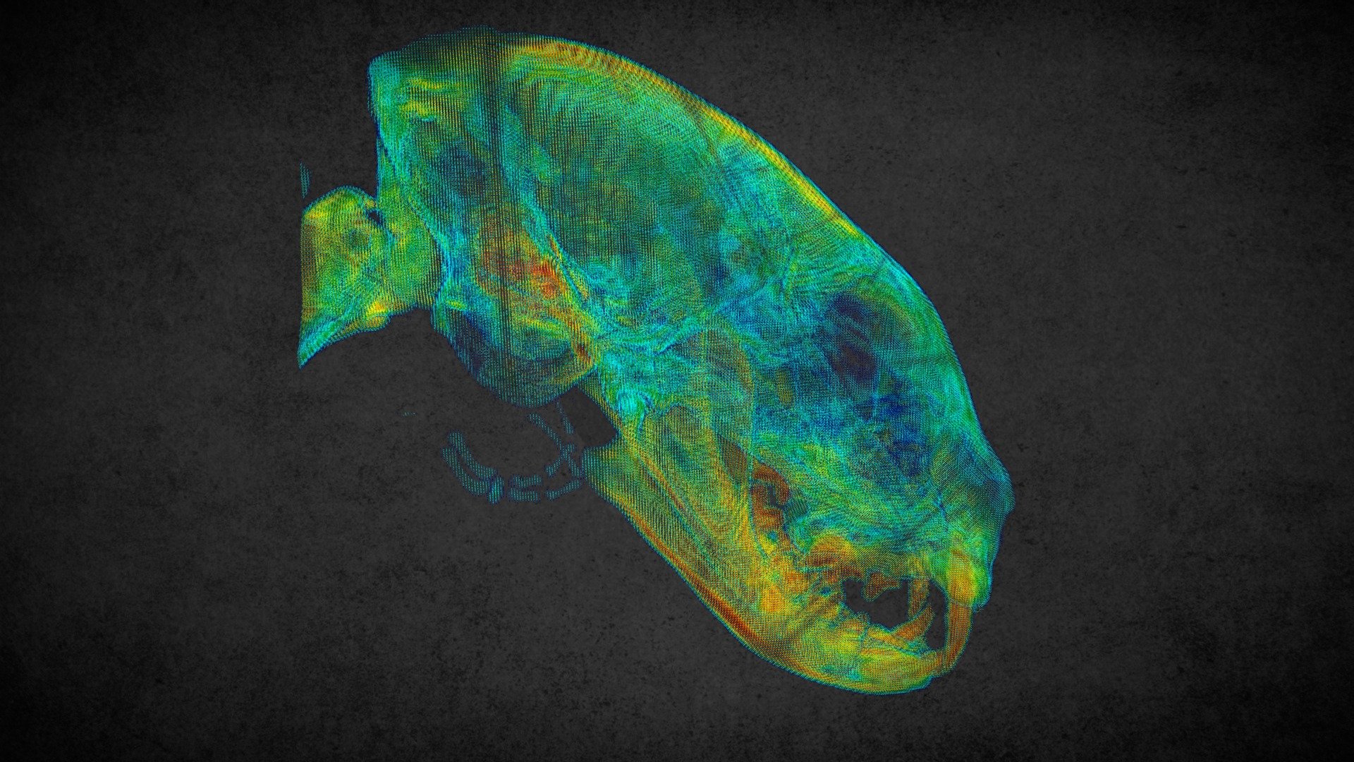Cat head density analysis (ID5513) 3D model by LimesVet [bcdf280