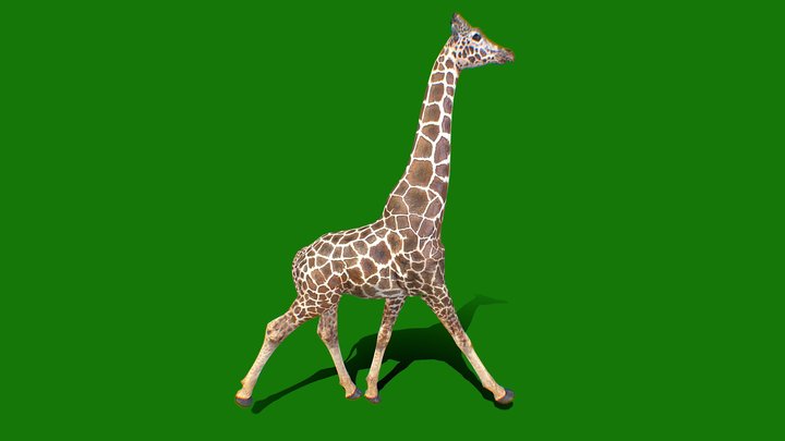 girafe 3D Model