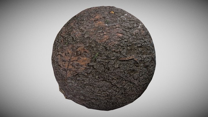 Seamless Muddy Forest Ground PBR Texture 3D Model