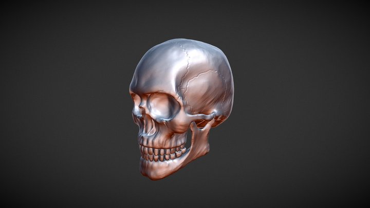 [Freebie] High Poly Skull 3D Model