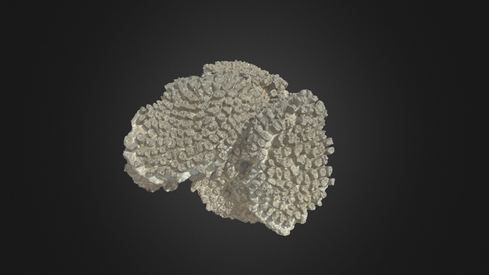 Coral 1 - Birch Aquarium