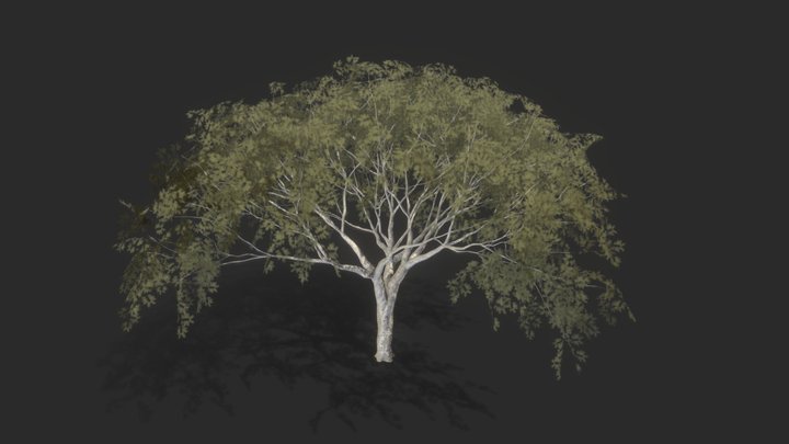 Tree_Enterolobium-var1 3D Model