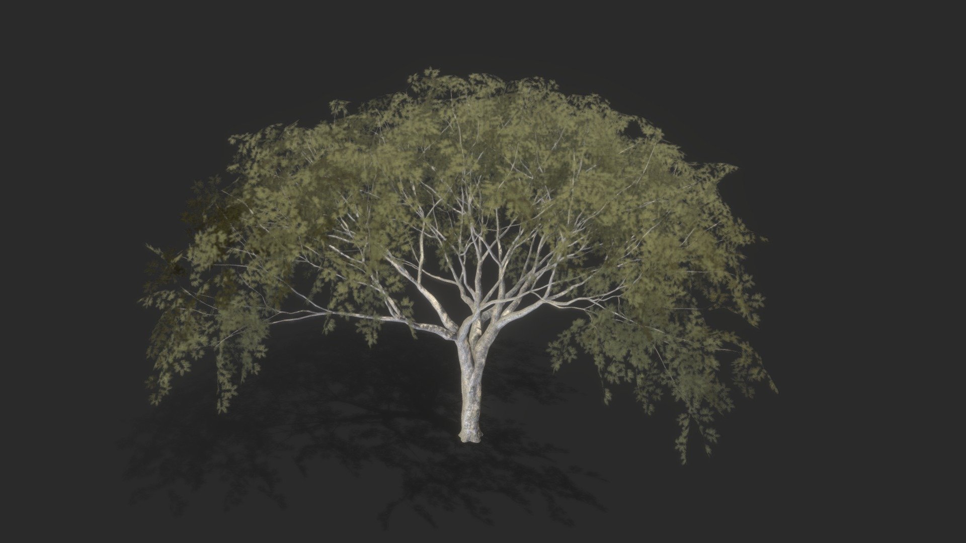 Tree_Enterolobium-var1 - Download Free 3D model by c.gleison [bce5c50 ...