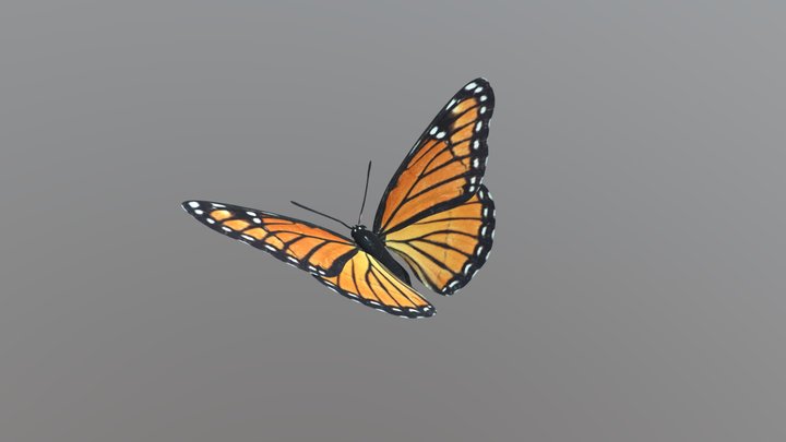 Butterfly(simple rigged) 3D Model