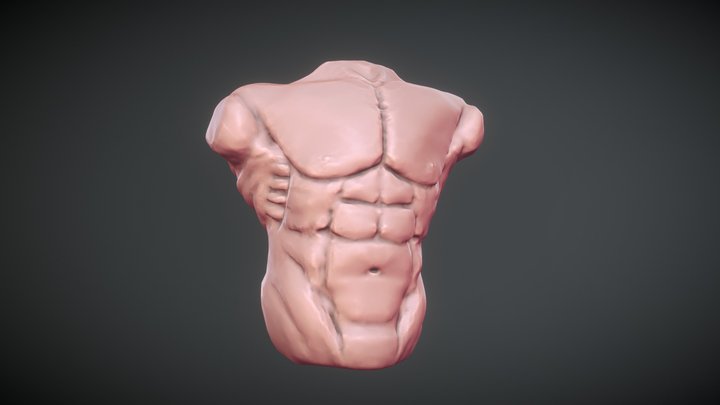 Male Torso 3D Model