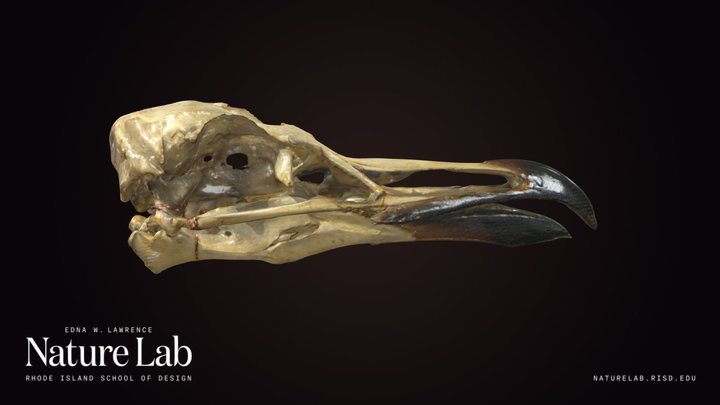 Gull Skull – Free 3D Model STL