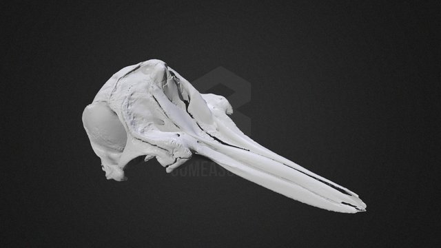 Dolphin Skull 3D Scan – Modèle 3D gratuit STL